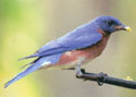 EasternBluebird